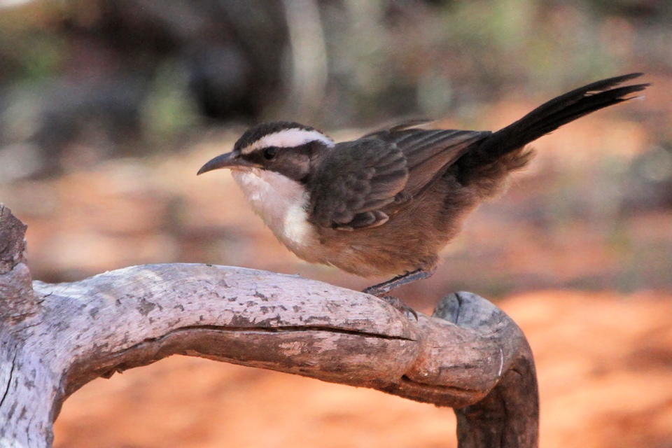 White-browed Babbler (Pomatostomus superciliosus)